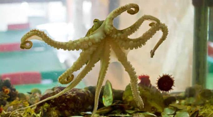 Ăn món khoái khẩu nhưng gây tranh cãi của Hàn Quốc, cụ ông mắc nghẹn tử vong-1