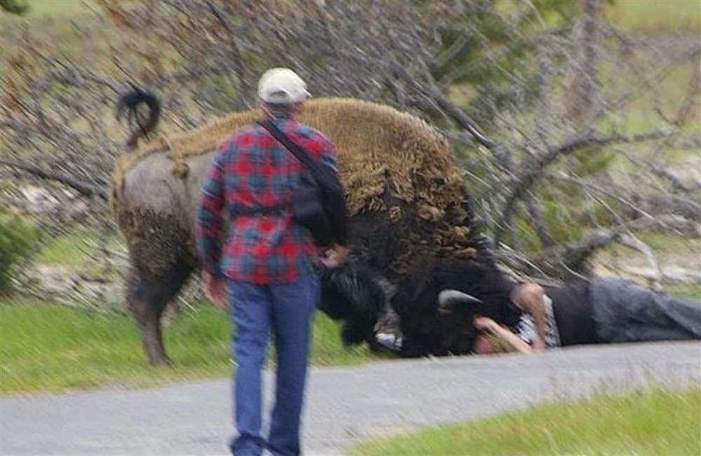 Du khách liều mình trêu bò rừng nhận kết đắng-1