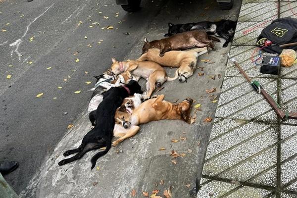 Bắt siêu trộm gây hoang mang khắp các làng quê Quảng Nam-2