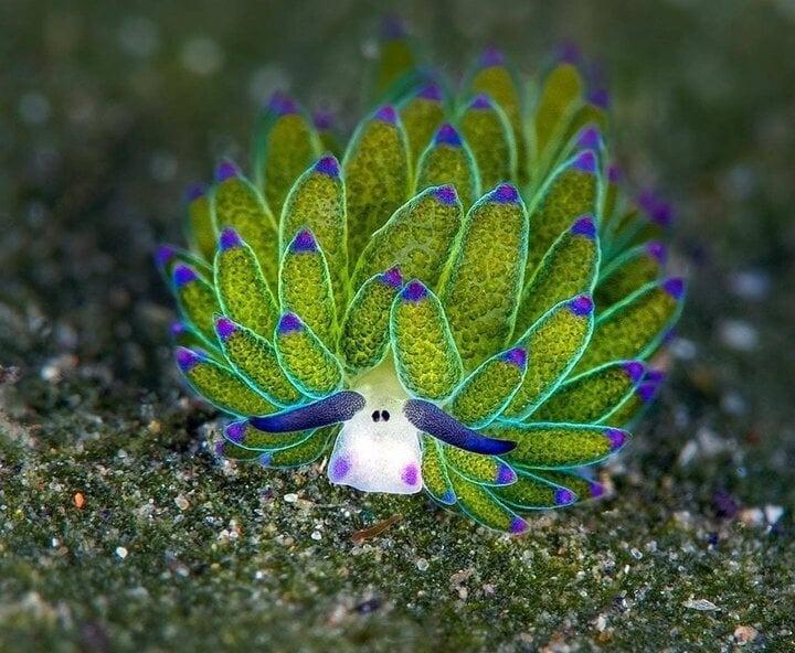 Vẻ ngoài siêu đáng yêu của loài sên biển hiếm hoi có thể quang hợp như lá cây-1