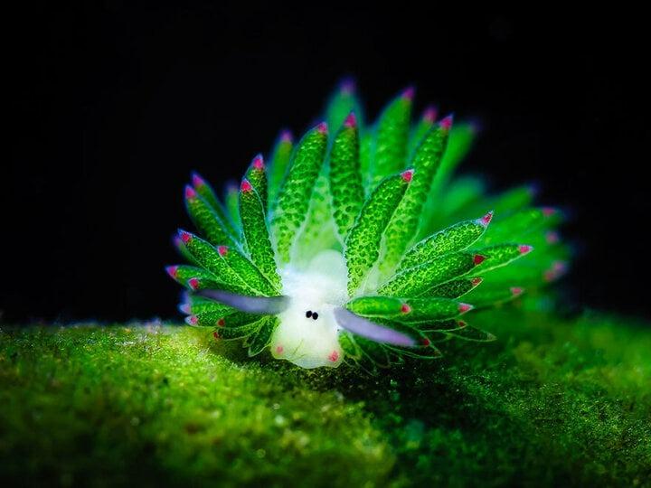 Vẻ ngoài siêu đáng yêu của loài sên biển hiếm hoi có thể quang hợp như lá cây-3