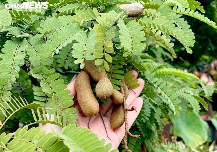 Có nên trồng cây me trước nhà?-1