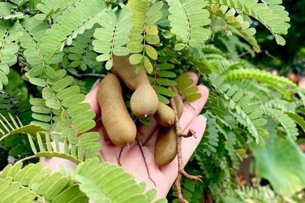 Có nên trồng cây lưỡi mèo trong nhà?-2