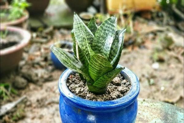 Có nên trồng cây sanh trước nhà?-2