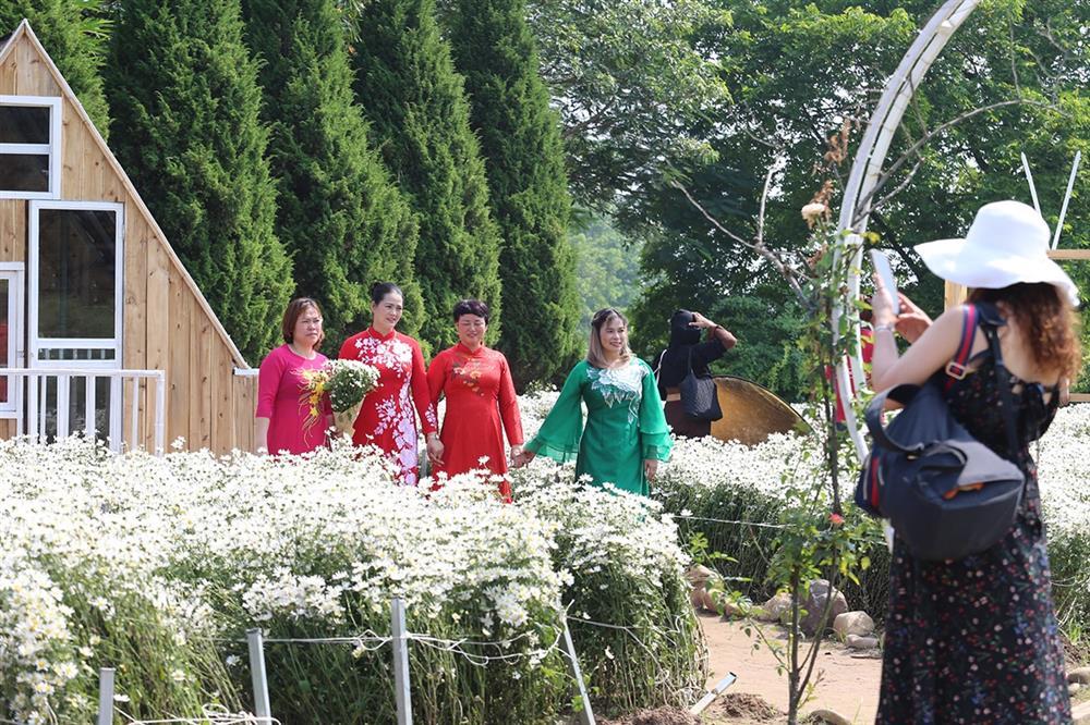 Những vườn cúc hoạ mi đầu mùa đẹp như tiên cảnh, chị em háo hức đi săn-1