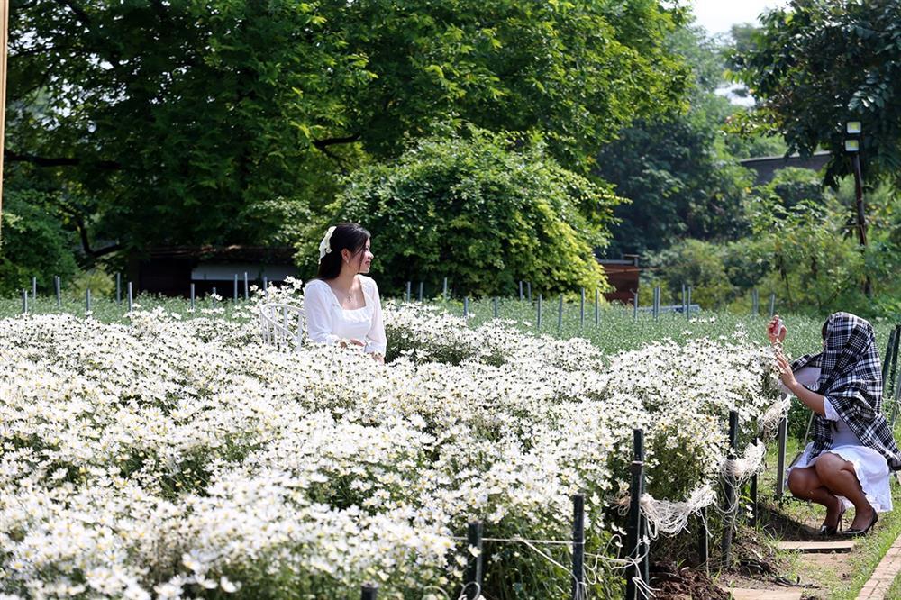 Những vườn cúc hoạ mi đầu mùa đẹp như tiên cảnh, chị em háo hức đi săn-3