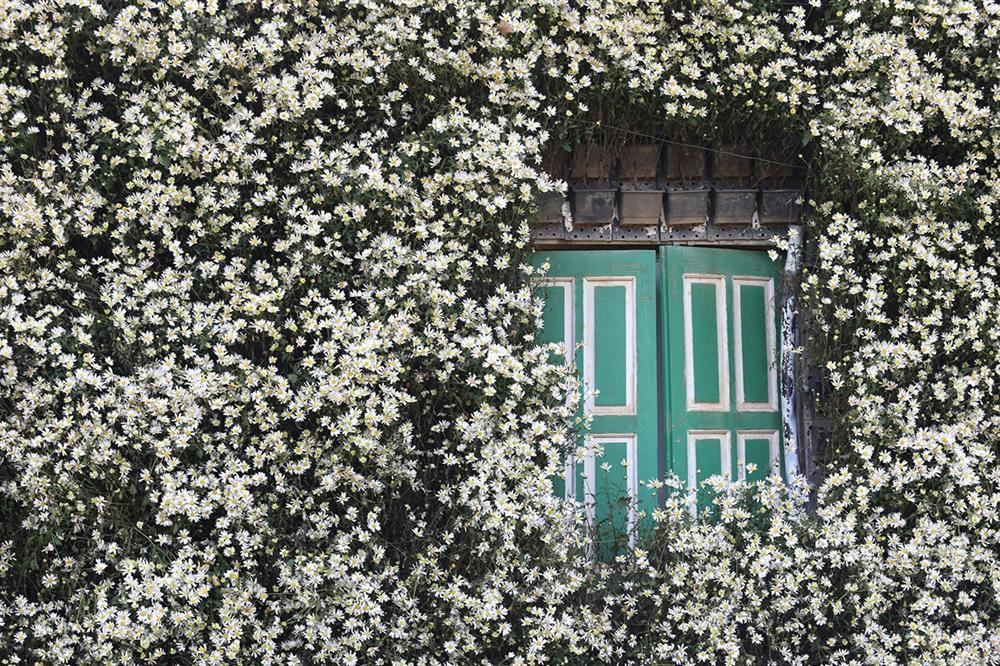 Những vườn cúc hoạ mi đầu mùa đẹp như tiên cảnh, chị em háo hức đi săn-4