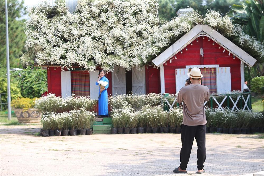 Những vườn cúc hoạ mi đầu mùa đẹp như tiên cảnh, chị em háo hức đi săn-5