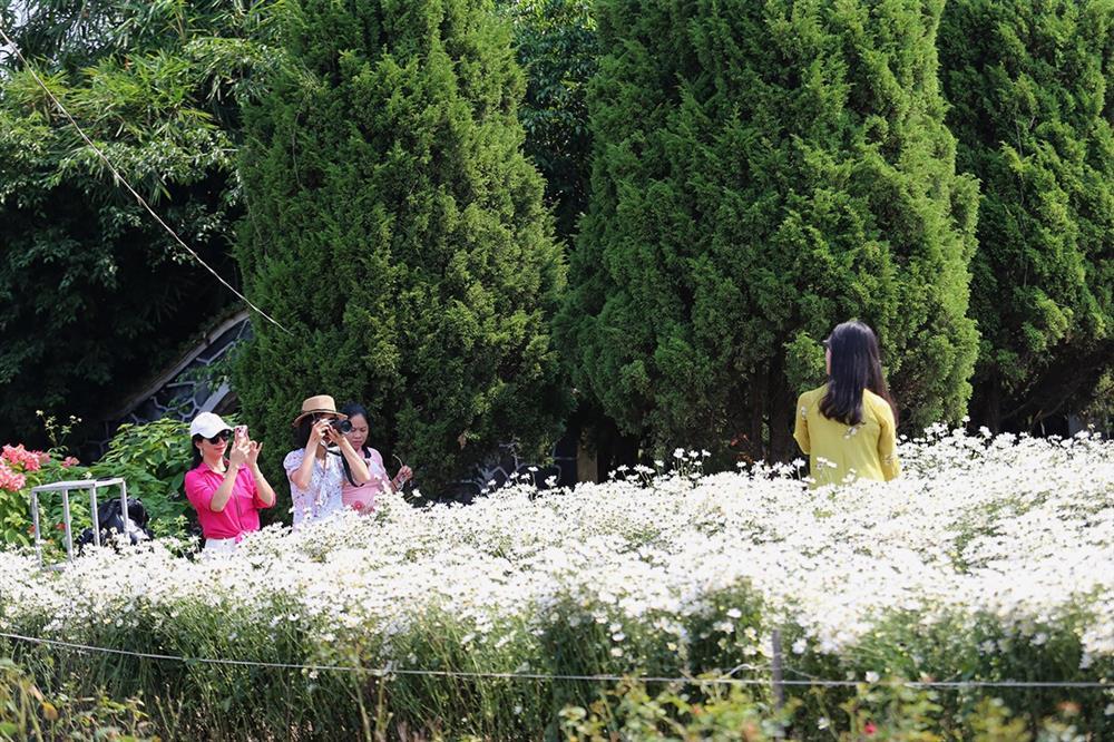 Những vườn cúc hoạ mi đầu mùa đẹp như tiên cảnh, chị em háo hức đi săn-6