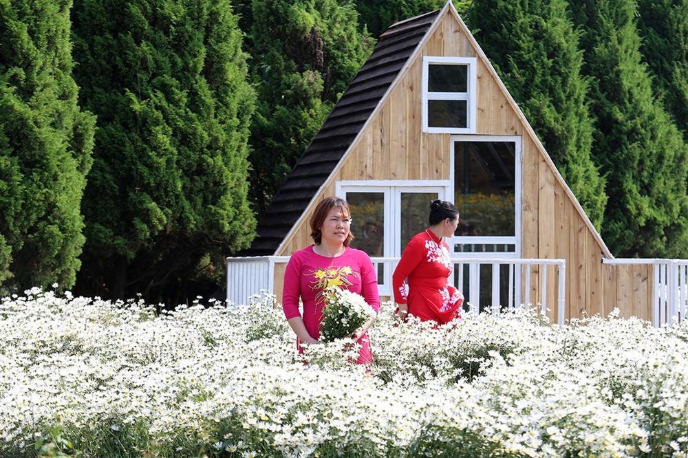 Những vườn cúc hoạ mi đầu mùa đẹp như tiên cảnh, chị em háo hức đi săn-8