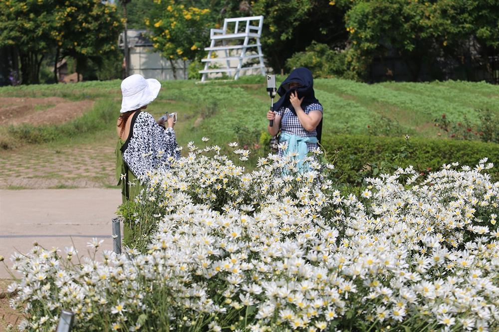 Những vườn cúc hoạ mi đầu mùa đẹp như tiên cảnh, chị em háo hức đi săn-9