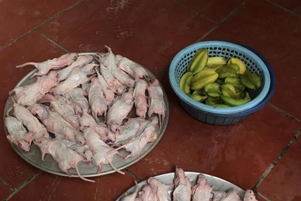 Loài vật hôi hám nay thành đặc sản, dân buôn thu tiền triệu mỗi ngày-1