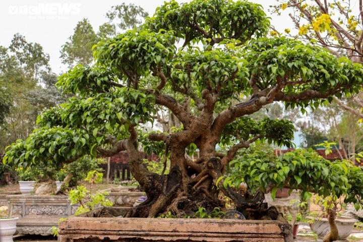 Có nên trồng cây sanh trước nhà?-1