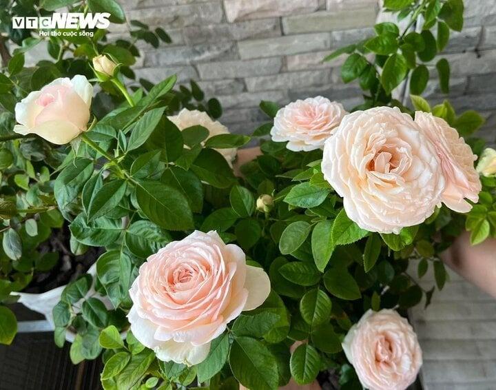 Có nên trồng hoa hồng trước nhà?-1