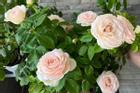 Có nên trồng hoa hồng trước nhà?