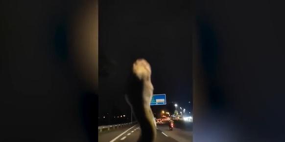 Tài xế phát hoảng thấy trăn bò lên kính lái khi ô tô chạy trên đường cao tốc-2