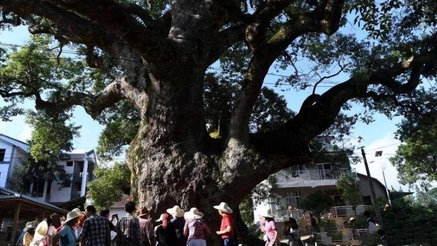 Bí ẩn cây ôm tượng Phật ở Trung Quốc: Giải mã từ câu chuyện già làng kể lại-1