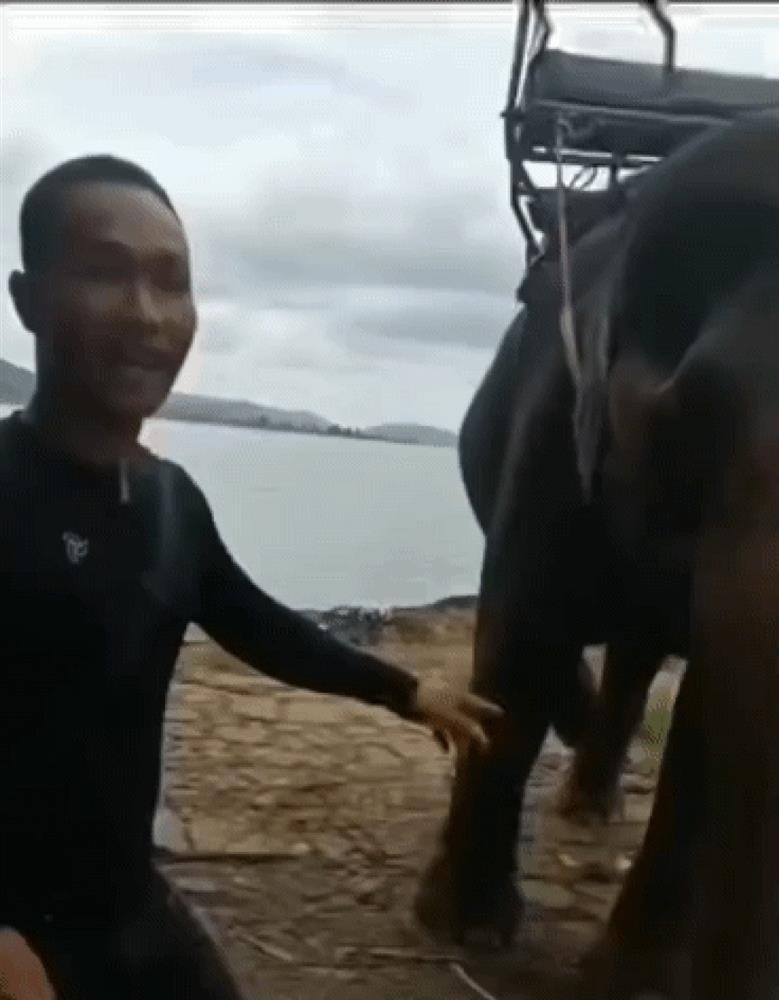 Du khách bị voi quật văng xuống đất vì tự ý chạm vào vòi của con voi-2