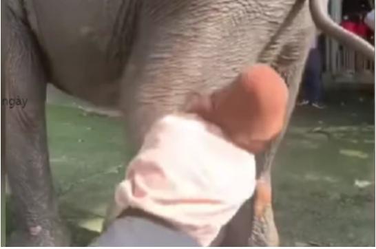 Du khách bị voi quật văng xuống đất vì tự ý chạm vào vòi của con voi-3
