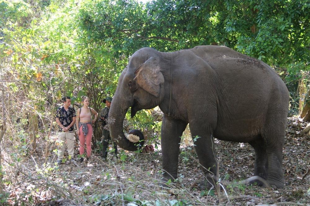 Du khách bị voi quật văng xuống đất vì tự ý chạm vào vòi của con voi-4