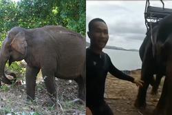 Du khách bị voi quật văng xuống đất vì tự ý chạm vào vòi của con voi