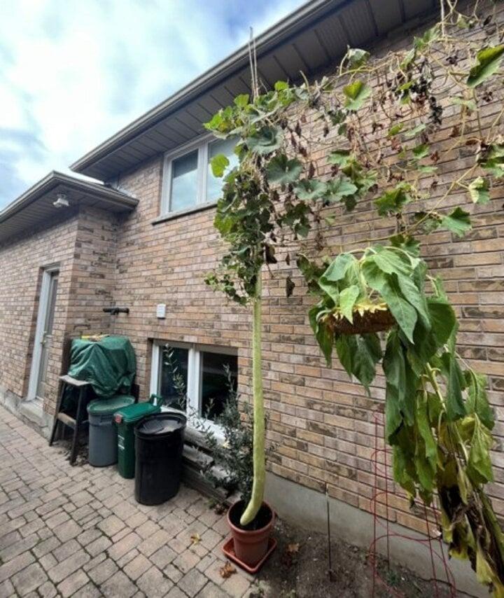 Quả bí xanh dài hơn 2,5m phá kỷ lục thế giới-2