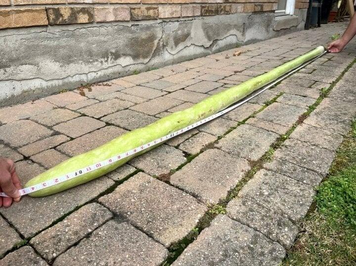 Quả bí xanh dài hơn 2,5m phá kỷ lục thế giới-3