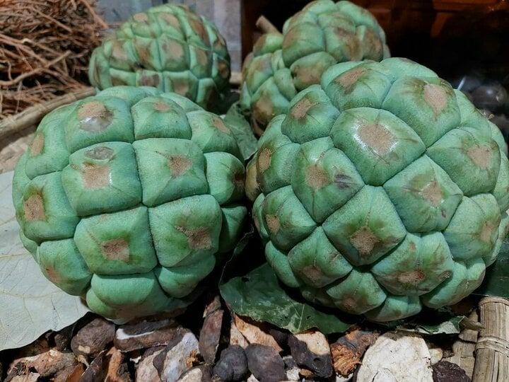 Quả và rễ của loại cây mọc dại giúp bảo vệ dạ dày, tăng cường sinh lý nam-1