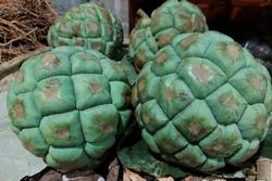 Quả và rễ của loại cây mọc dại giúp bảo vệ dạ dày, tăng cường sinh lý nam