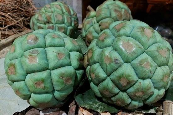 Quả và rễ của loại cây mọc dại giúp bảo vệ dạ dày, tăng cường sinh lý nam