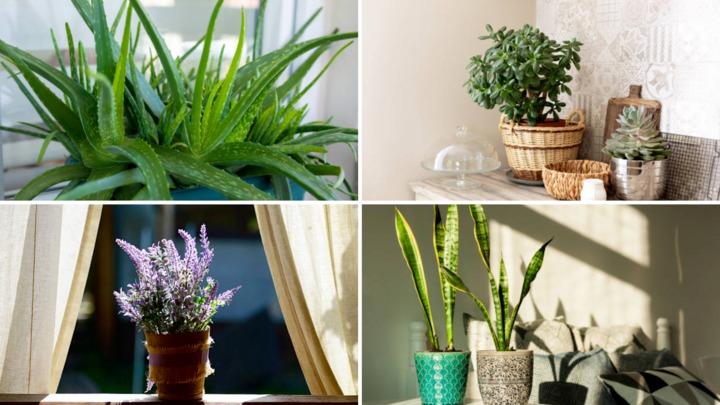 9 loại cây nếu đặt trong phòng ngủ sẽ giúp bạn ngủ ngon-1