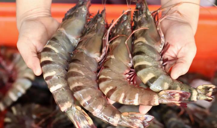 Cách chọn tôm tươi ngon-1