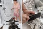 Cô gái Trung Quốc hướng dẫn xẻ thịt cá sấu nặng 90kg tại nhà gây phẫn nộ