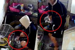 Hà Nội: Nam thanh niên bị tố đến ăn lẩu rồi 'lén bắt trộm mèo tặng bạn gái'