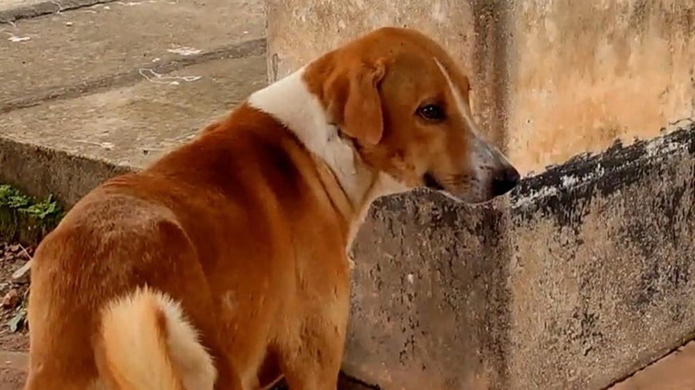 Chú chó đứng đợi ở nhà xác suốt 4 tháng mà không biết chủ nhân đã chết-2