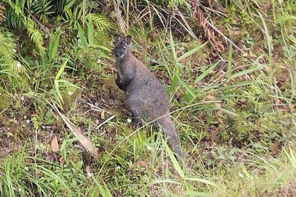 Diễn biến mới vụ 4 con chuột túi được phát hiện ở Cao Bằng-2