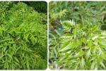 Loại cây dễ trồng, mọc nhiều ở Việt Nam chứa hợp chất ngừa ung thư-2