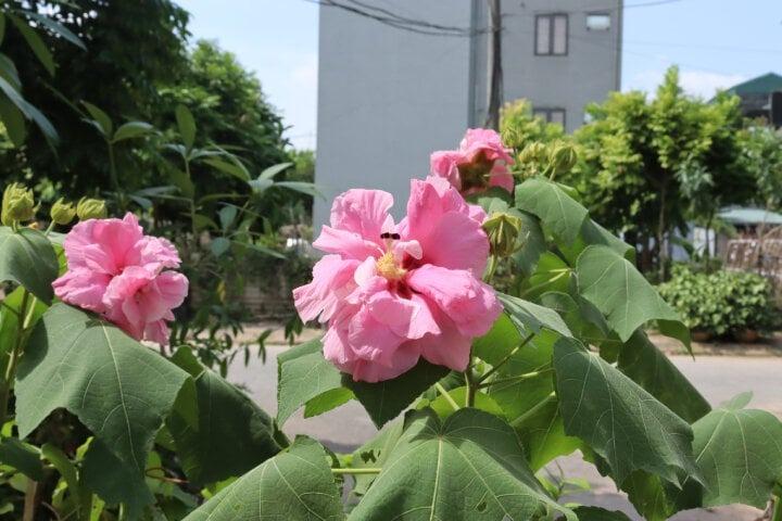 Có nên trồng hoa phù dung trước nhà?-1