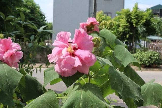 Sau hôm nay 3 con giáp tiền tài lẫn công việc phất lên như diều gặp gió-4