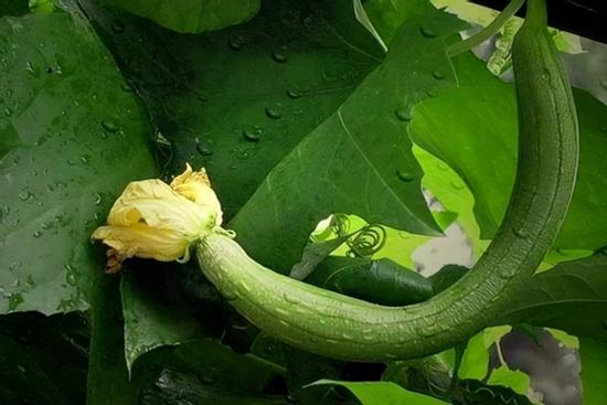 Mướp là 'vua các loại rau', nhưng đừng dại kết hợp với những thứ quen thuộc này