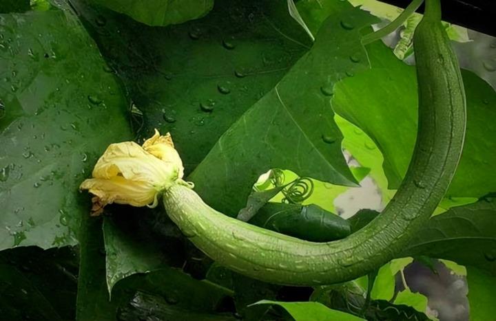 Mướp là vua các loại rau, nhưng đừng dại kết hợp với những thứ quen thuộc này-1