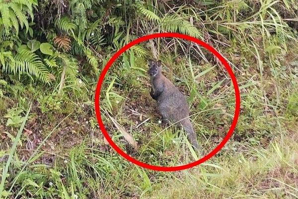 Diễn biến mới vụ 4 con chuột túi được phát hiện ở Cao Bằng-1