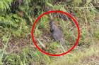 Diễn biến mới vụ 4 con chuột túi được phát hiện ở Cao Bằng