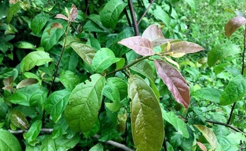 Loại cây dễ trồng, mọc nhiều ở Việt Nam chứa hợp chất ngừa ung thư-1