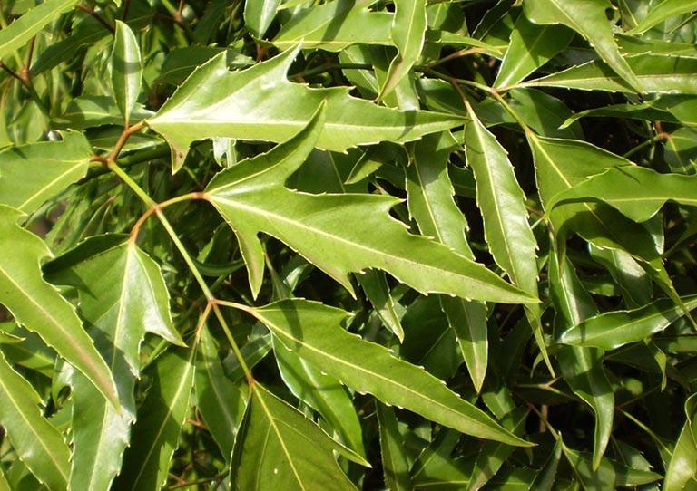 Loại cây quen thuộc ở Việt Nam, được mệnh danh là nhân sâm của người nghèo-1