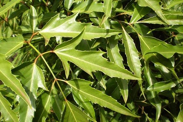 Những loại cây giúp khử mùi hôi trong nhà-2