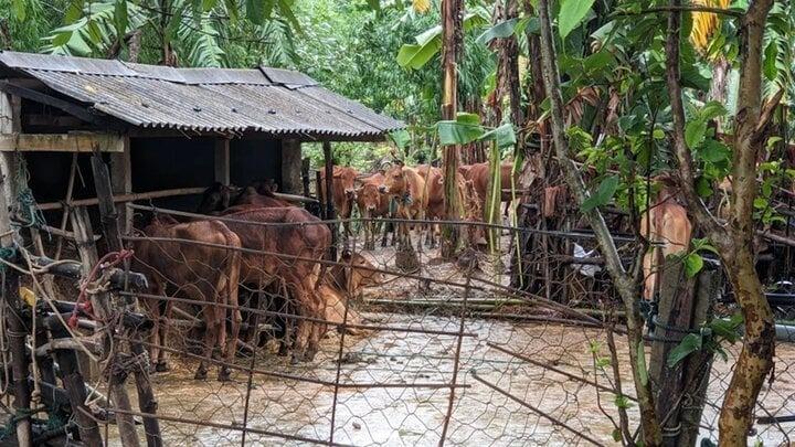 Mưa lũ làm hơn 1.200 ngôi nhà ở Quảng Trị bị ngập, 1 người mất tích-2