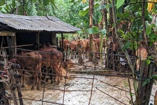 Huy động 40 người tìm kiếm cặp vợ chồng mất tích trong mưa lũ-3