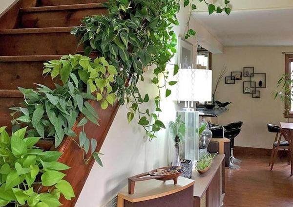 Có nên trồng cây dây leo trong nhà?-1