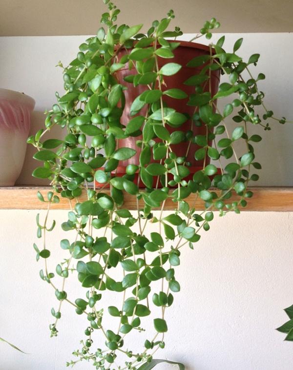 Có nên trồng cây dây leo trong nhà?-2